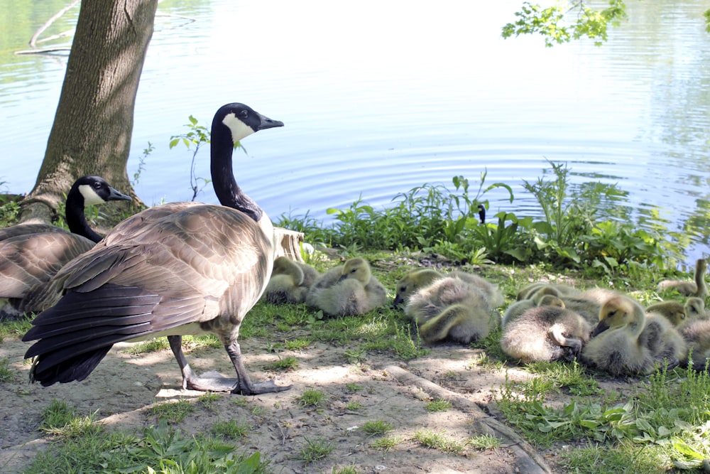 flock of geese on shore during daytime