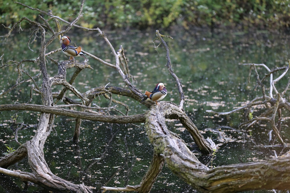 oiseaux sur la branche d’un arbre pendant la journée