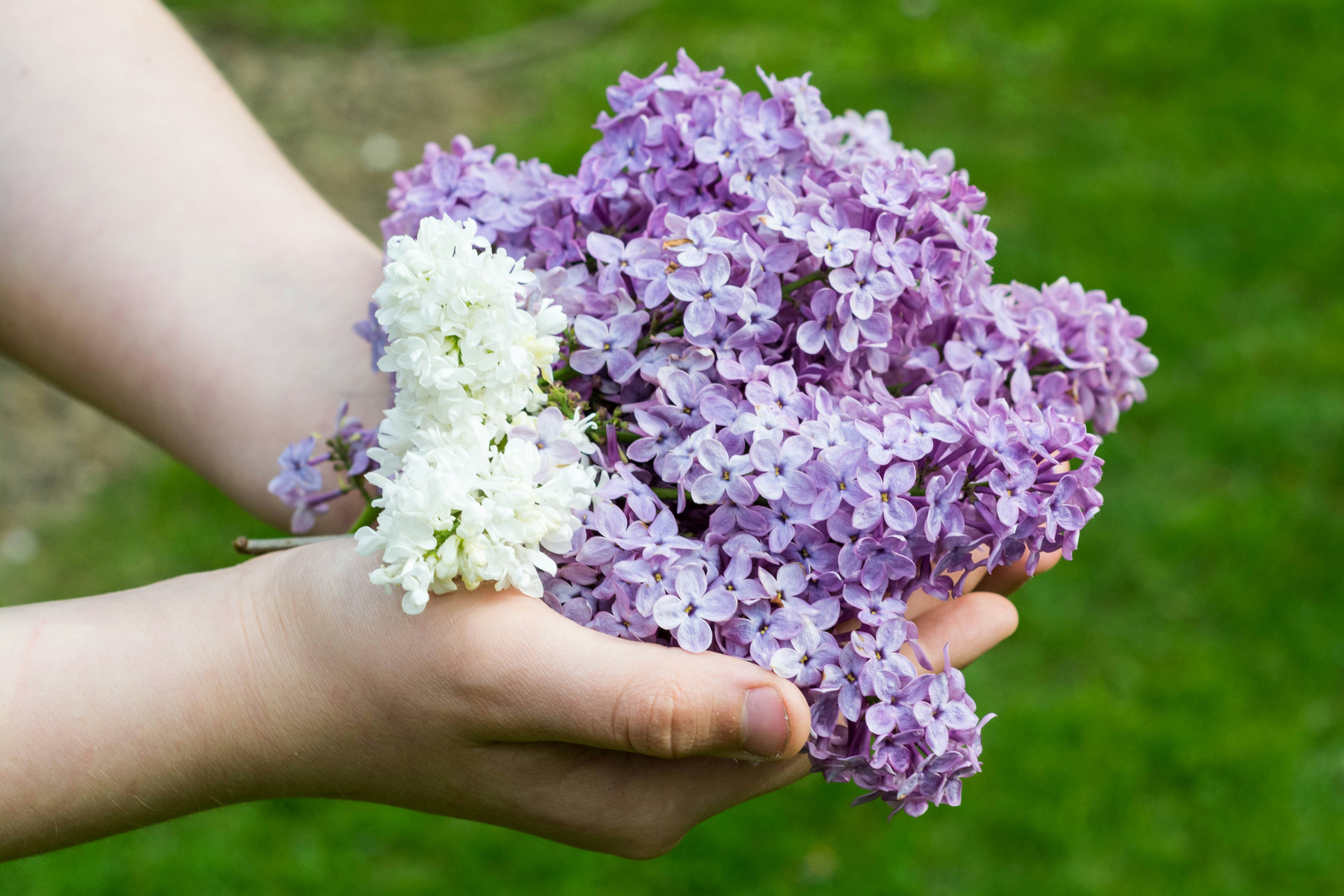 lila und weißer Blumenstrauß