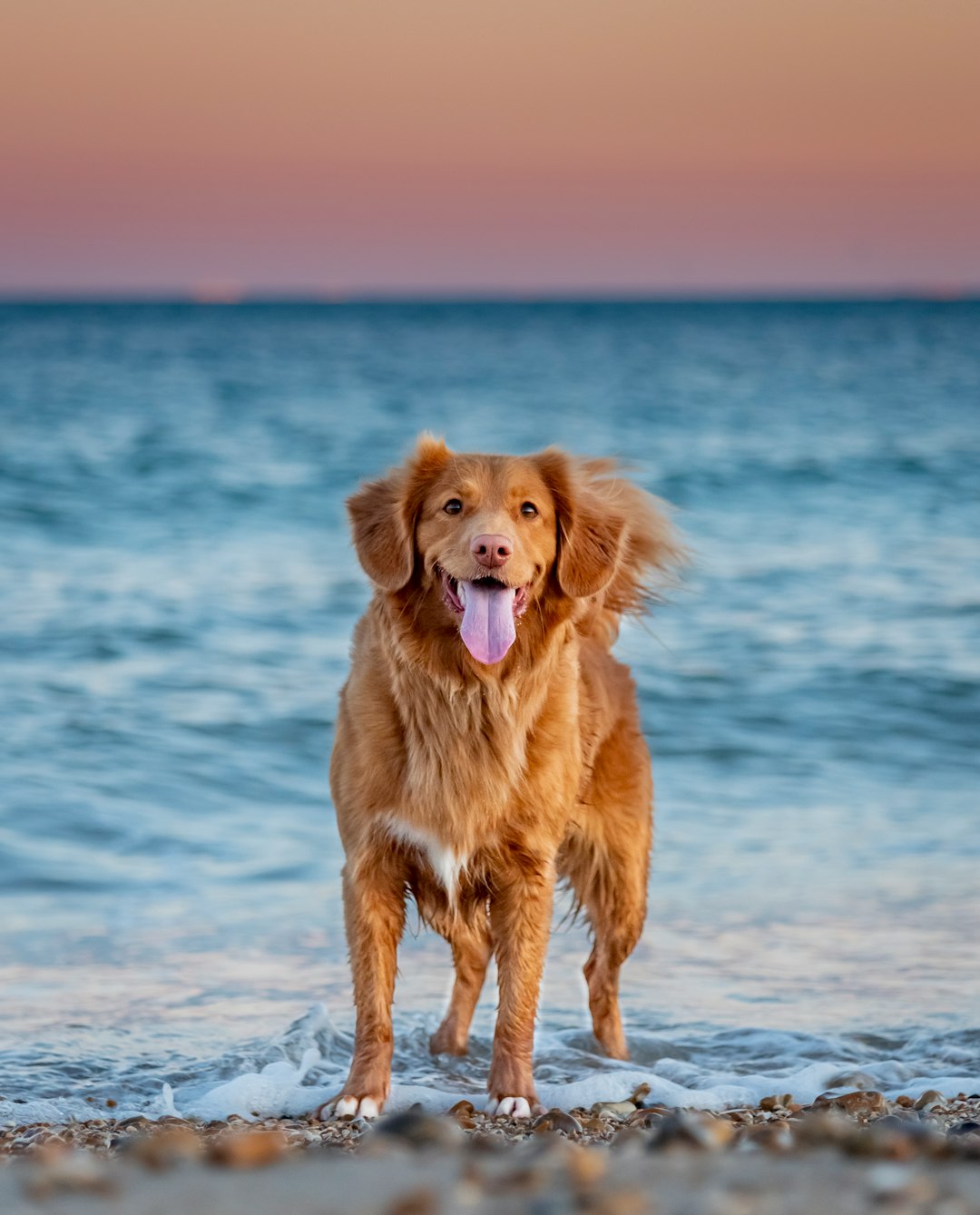 golden retriever sitting on seashore during daytime
