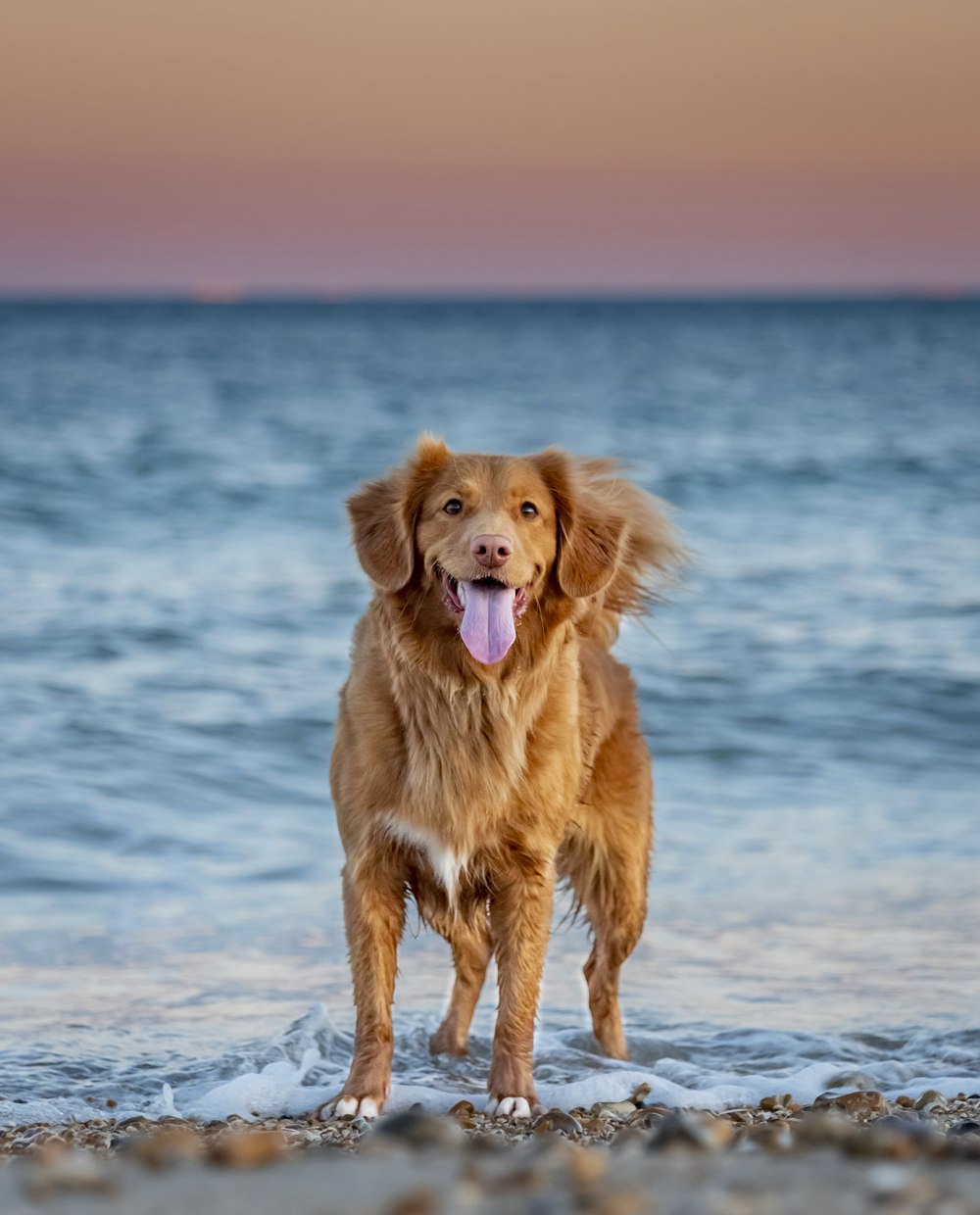 golden retriever sitting on seashore during daytime