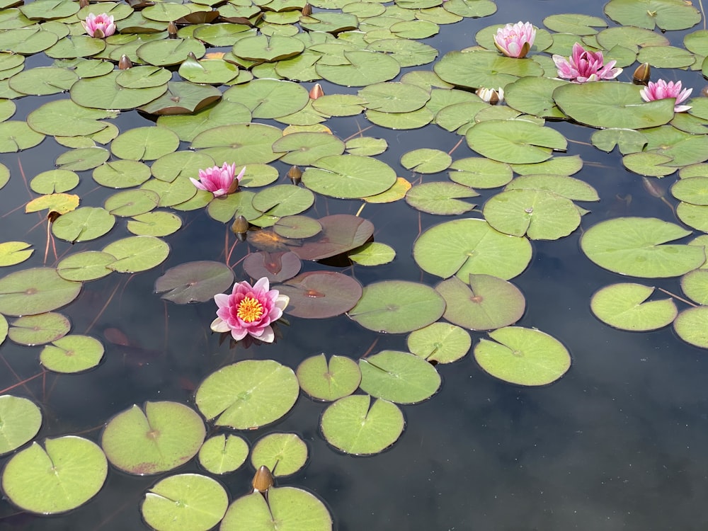 green water lilies on water