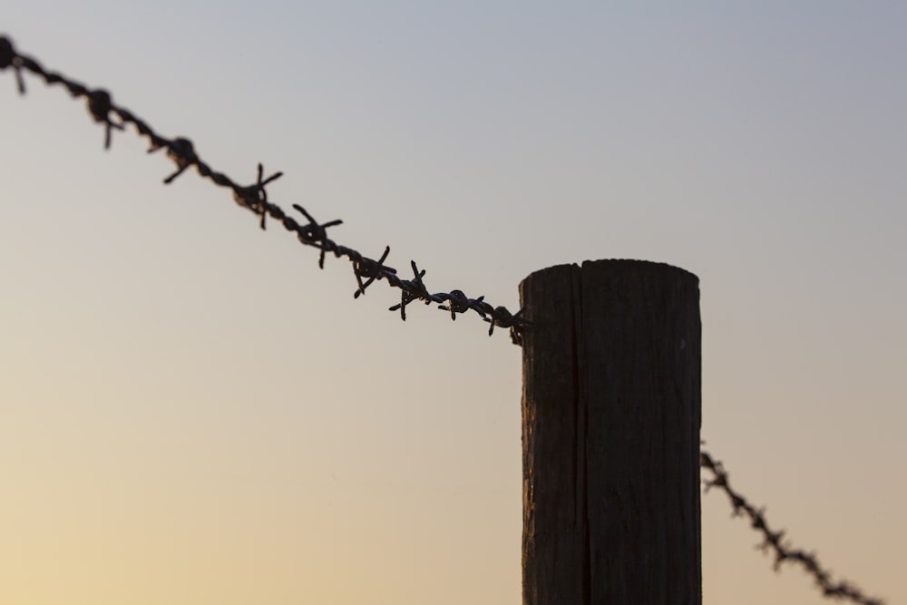 brown wooden post with barbwire