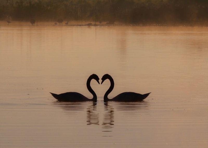 Cisne negro en calma