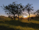 Evening light casting warm shadows over olive trees in the Alentejo countryside.