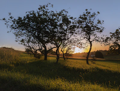 Evening light casting warm shadows over olive trees in the Alentejo countryside.