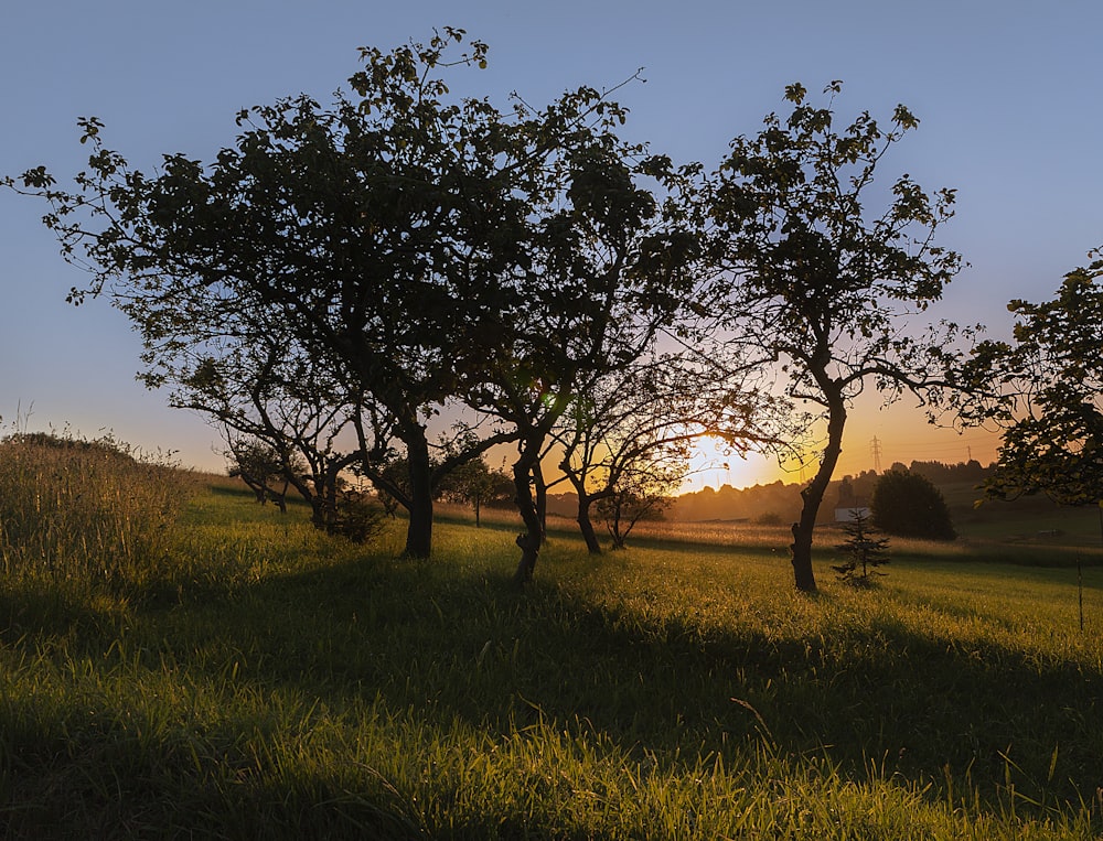 green grass field with trees during daytime