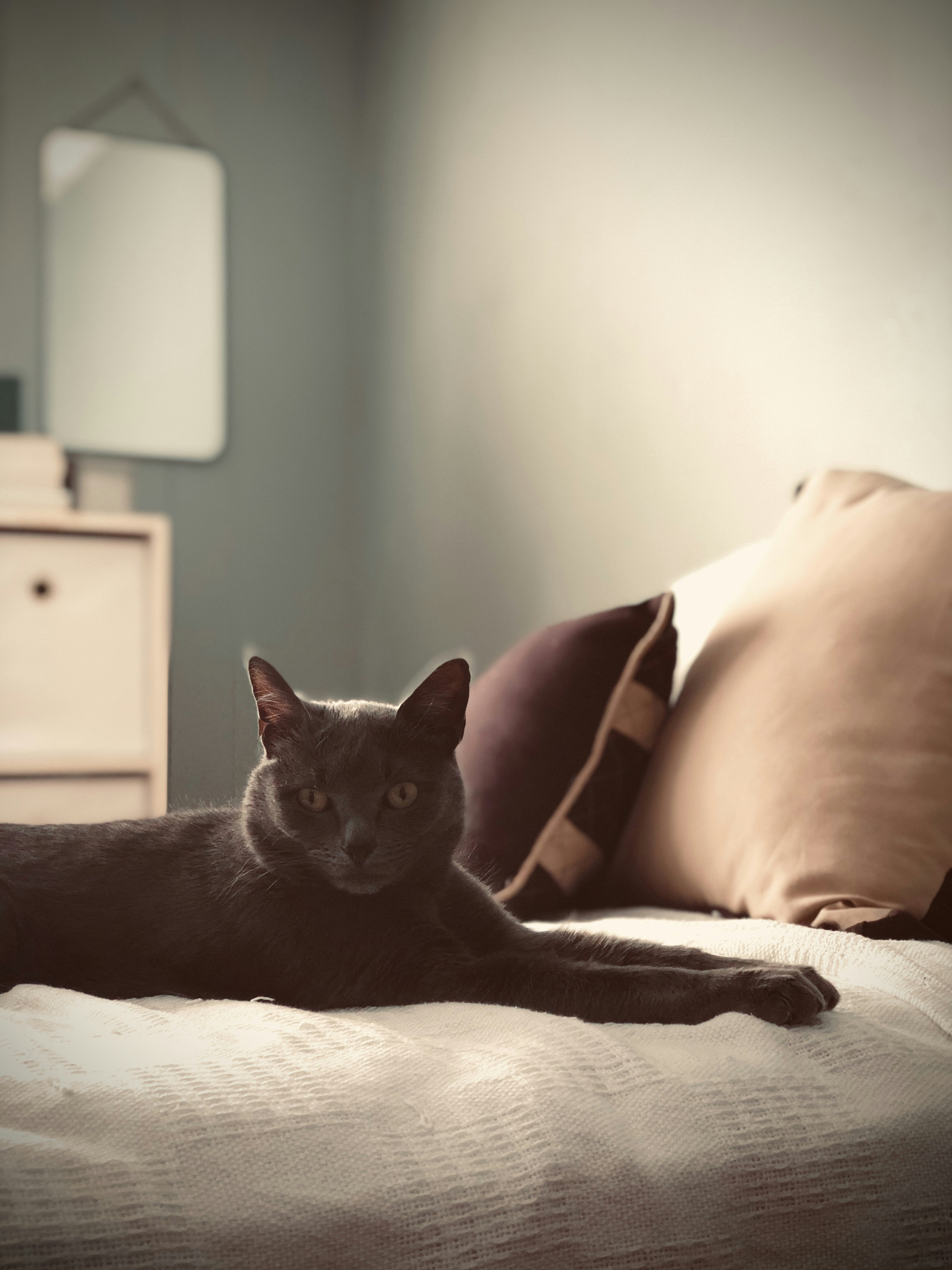Cats as Guardians of the Home (image credits: unsplash)