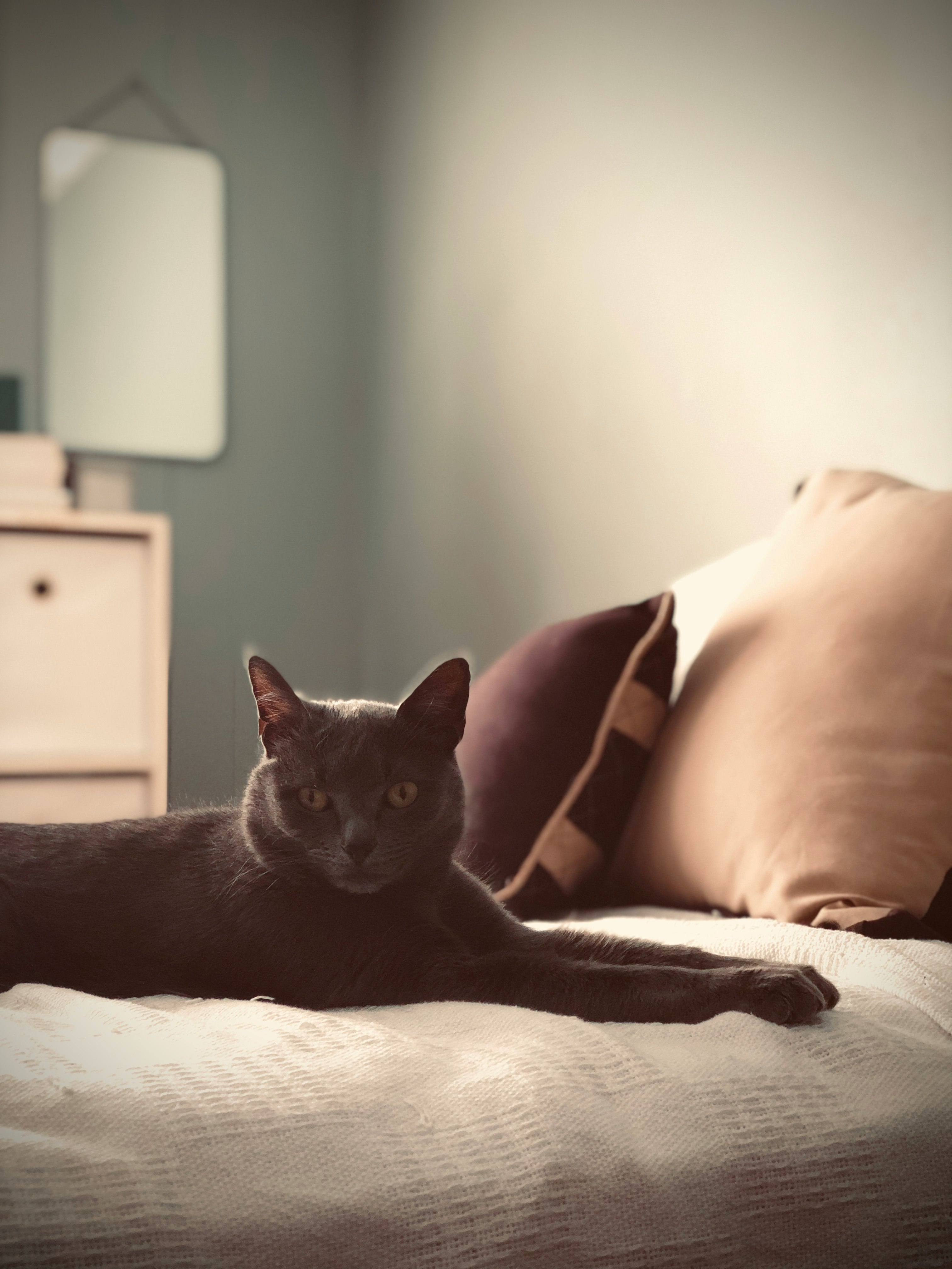 black cat on white textile