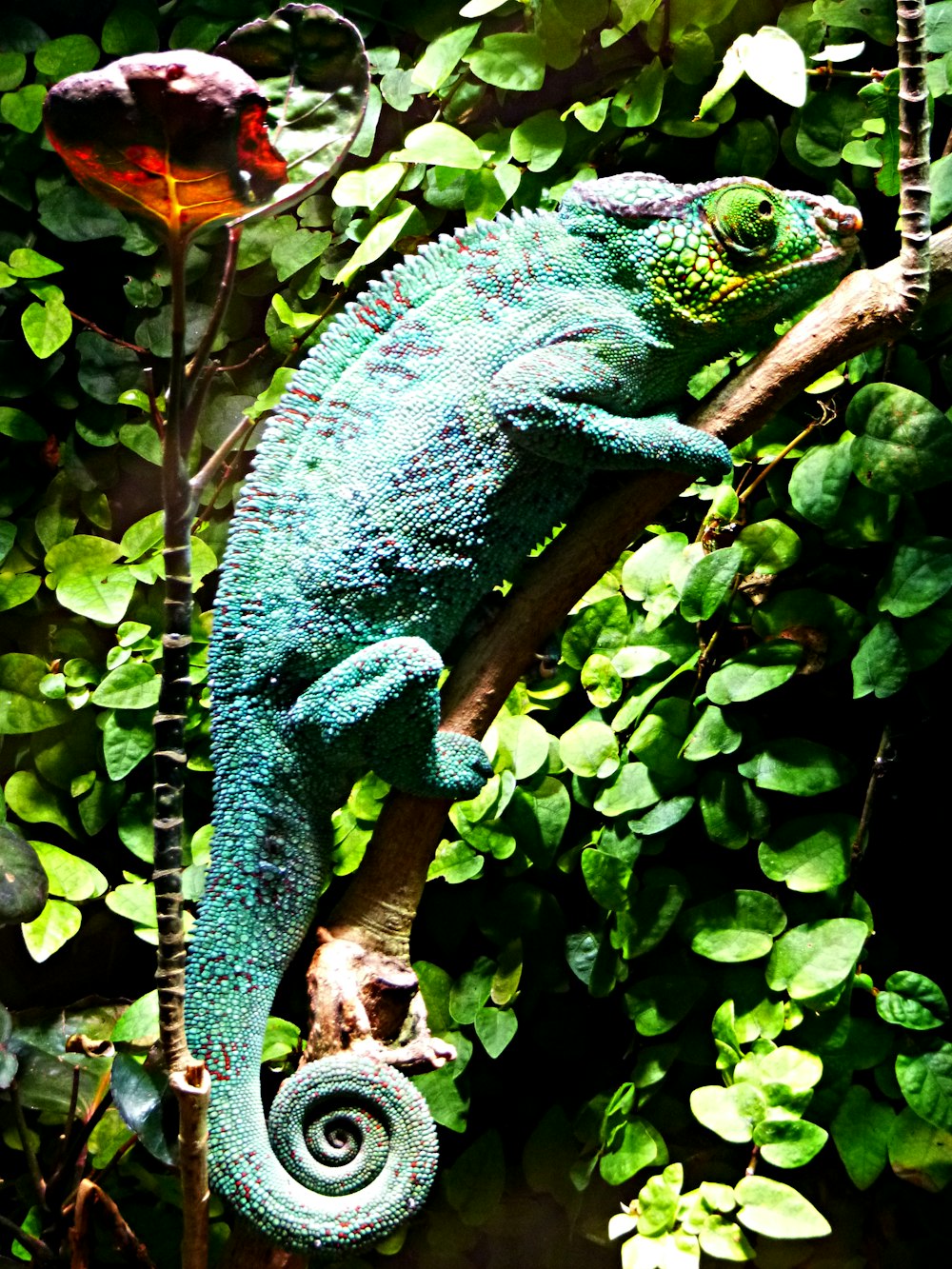 green and blue chameleon on brown tree branch