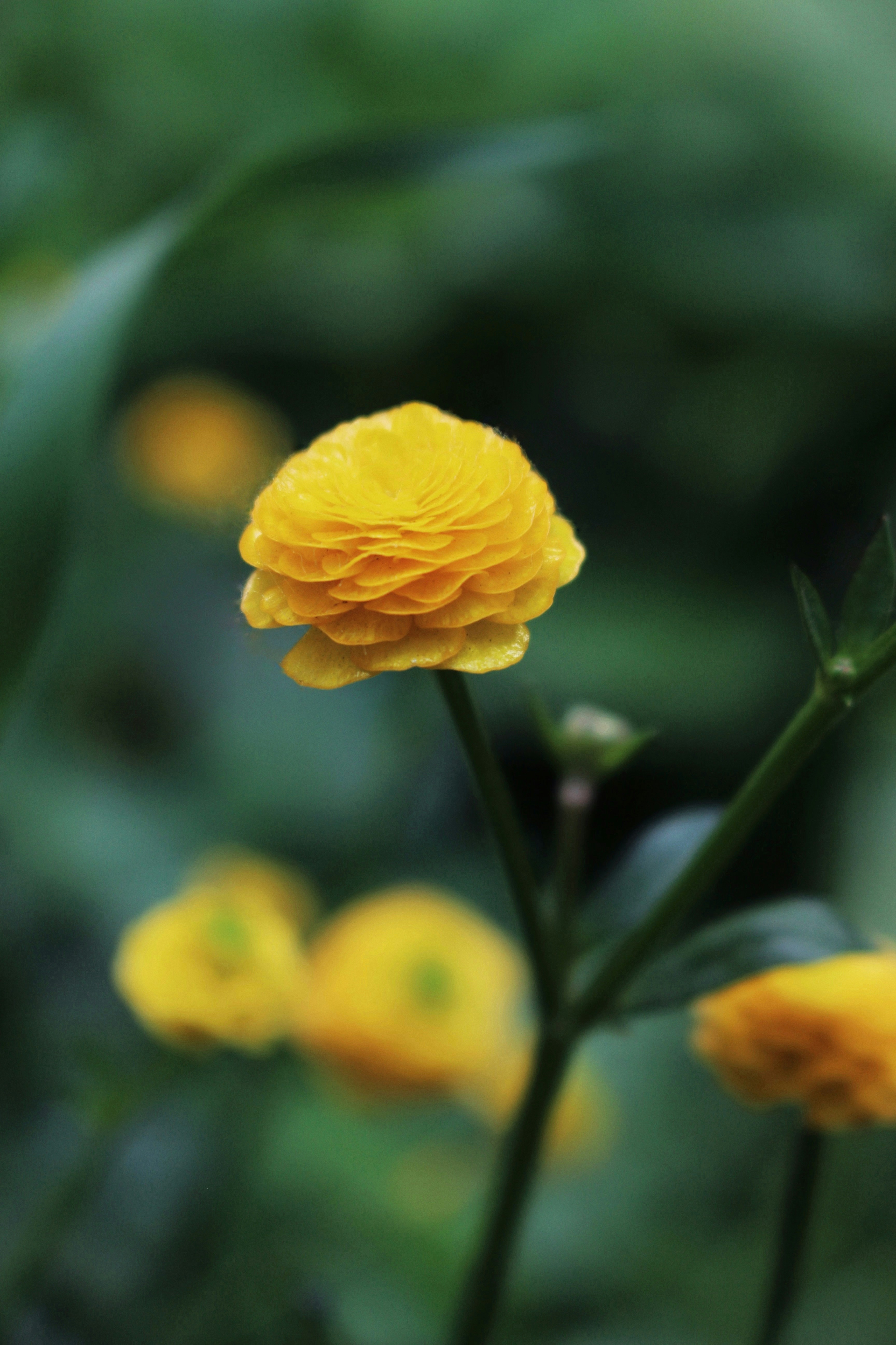 yellow flower in tilt shift lens