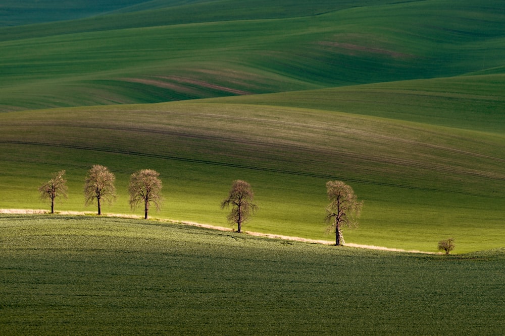 green grass field during daytime