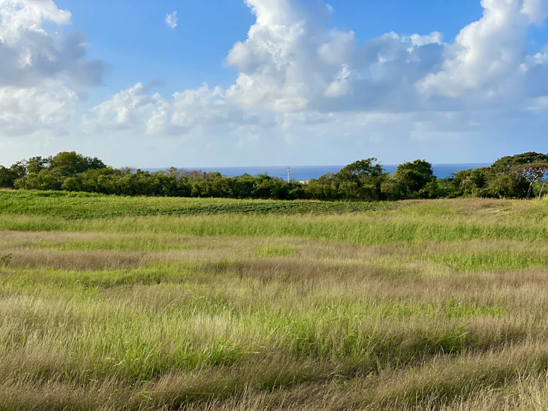 Open green fields under a blue sky with white clouds
