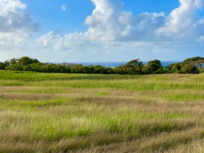 green grass field under blue sky and white clouds during daytime barbados zoom background