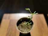 green plant on brown wooden table