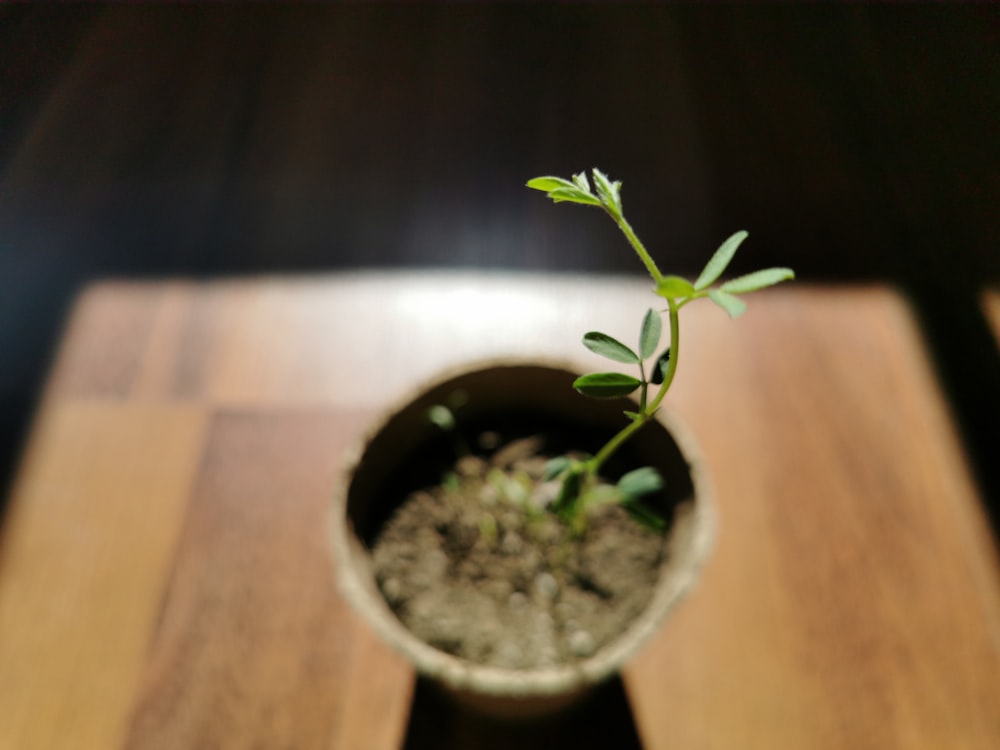 Planta verde sobre mesa de madera marrón