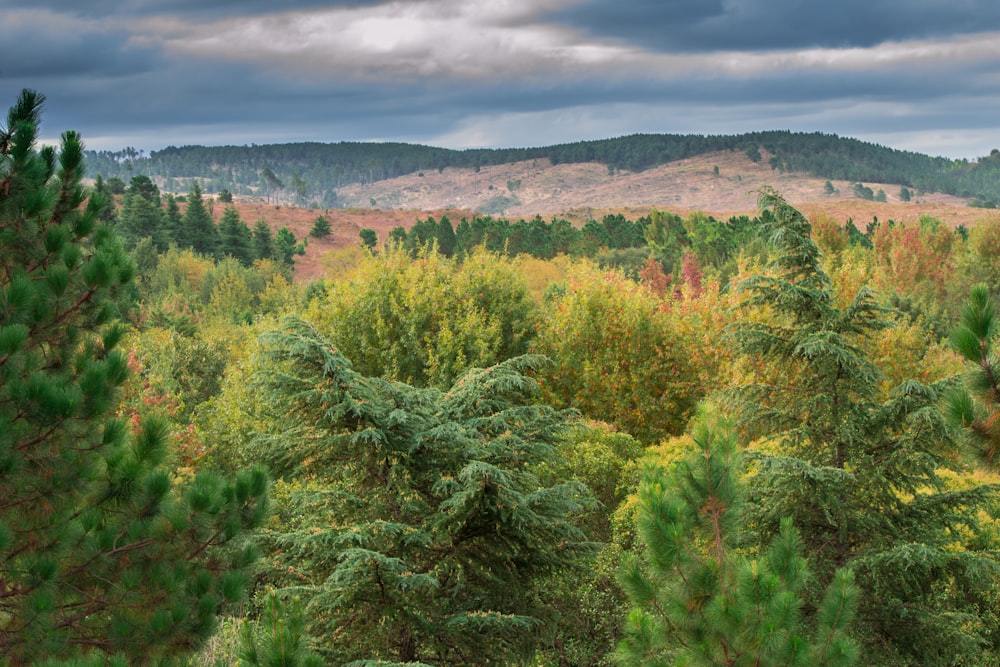 green trees under cloudy sky during daytime