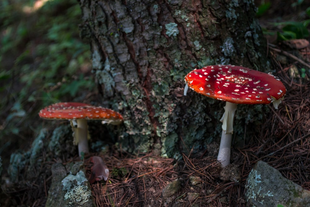 red and white mushroom on brown tree trunk
