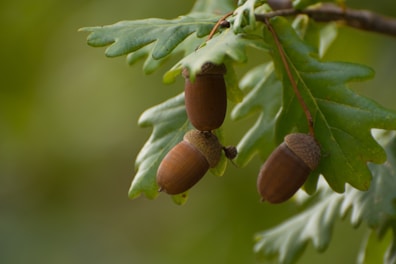 Three acorns hang from an oak tree