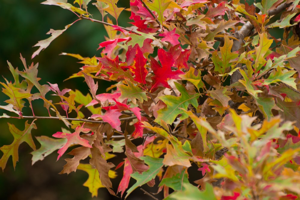 a bush with red, yellow and green leaves