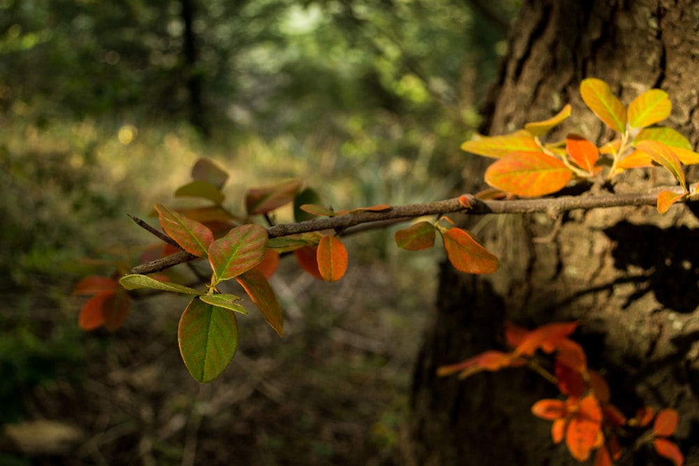 green and brown leaves on brown tree branch