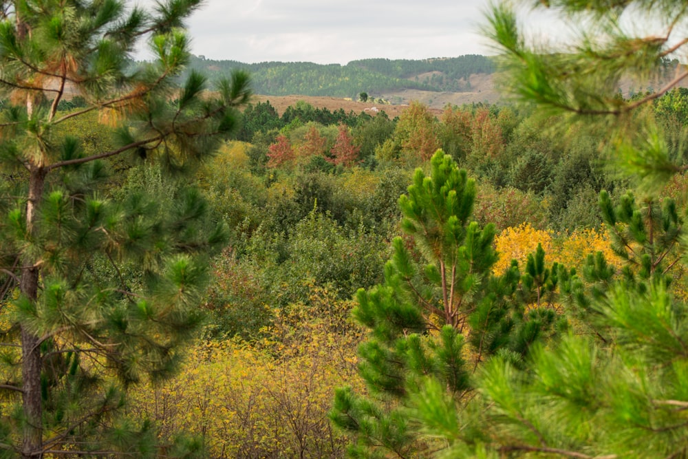 green trees and yellow grass field during daytime