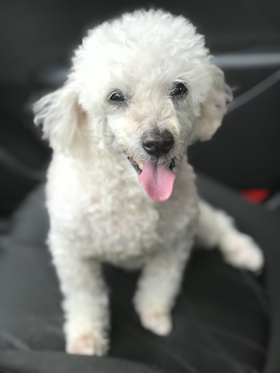A playful white curly dog representing the brand.