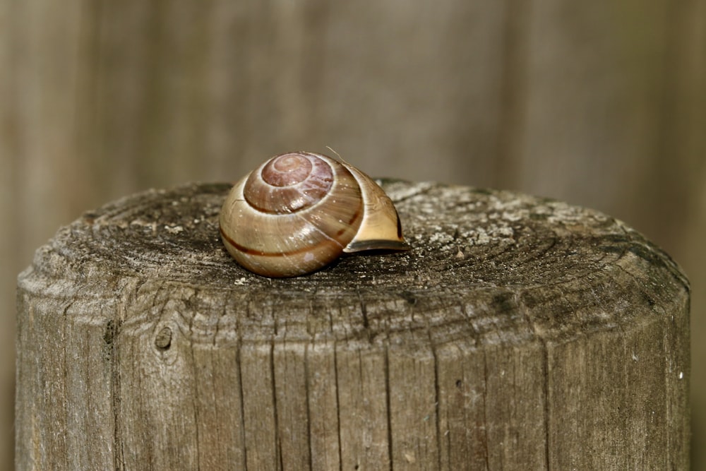 brown snail on brown wooden surface