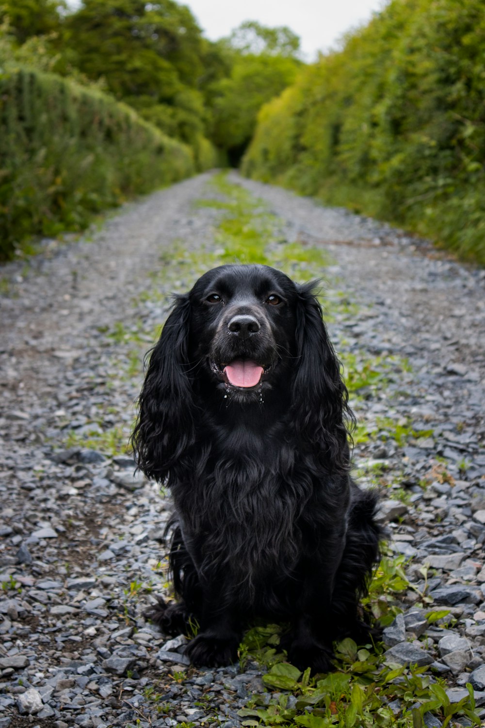 grand chien à poil long noir sur le chemin gris pendant la journée