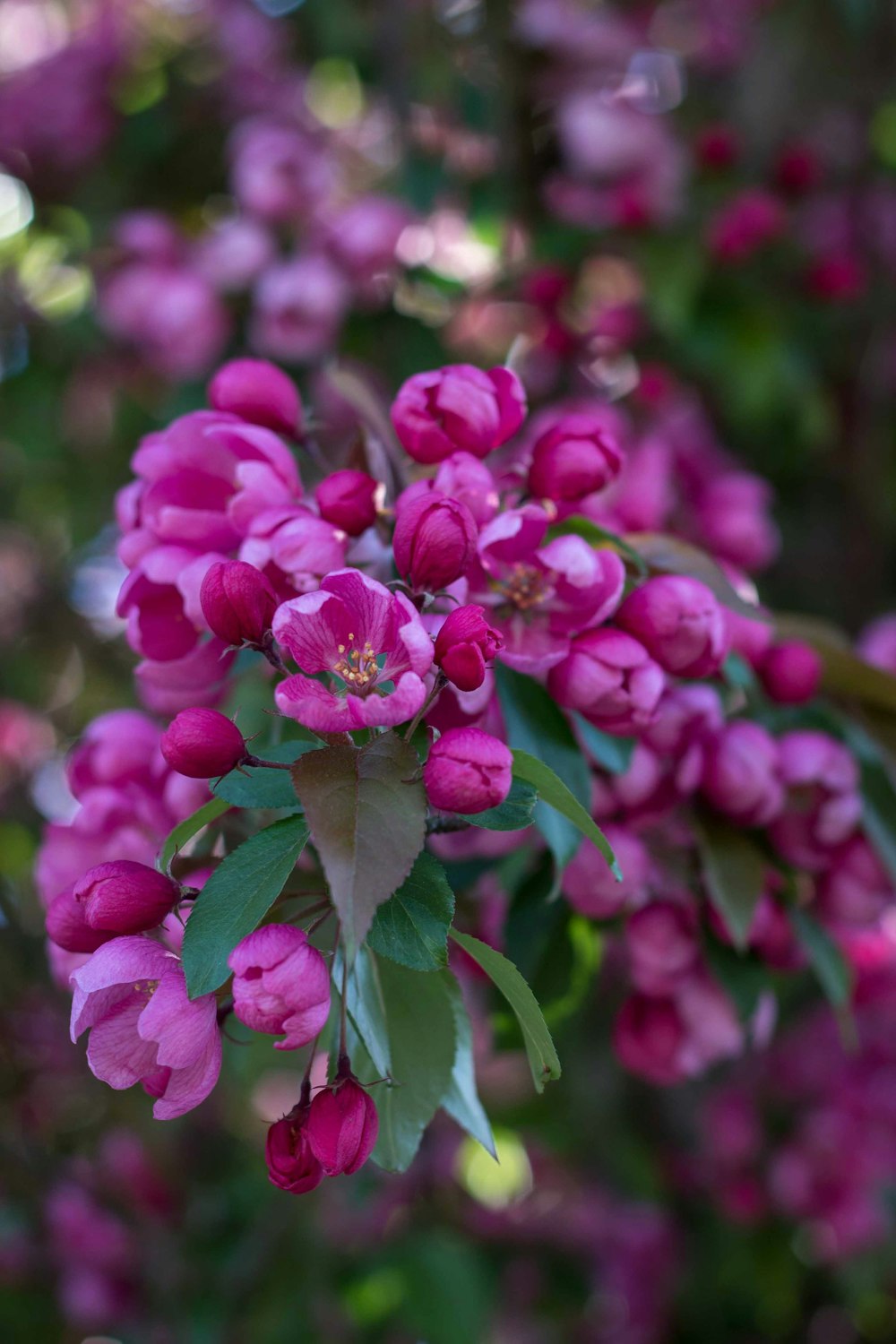 pink flowers in tilt shift lens