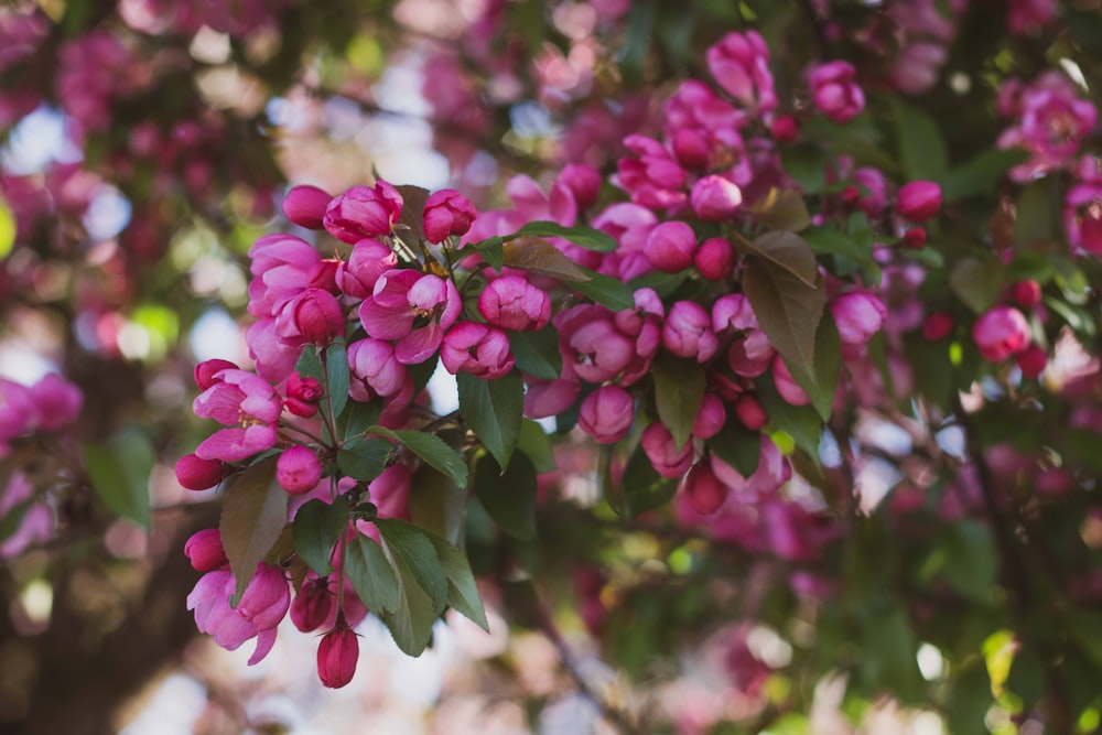 pink flowers in tilt shift lens