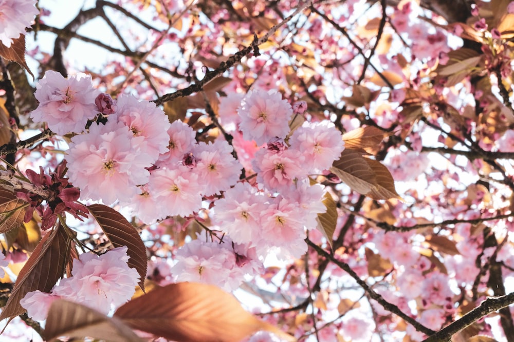 pink and white cherry blossom