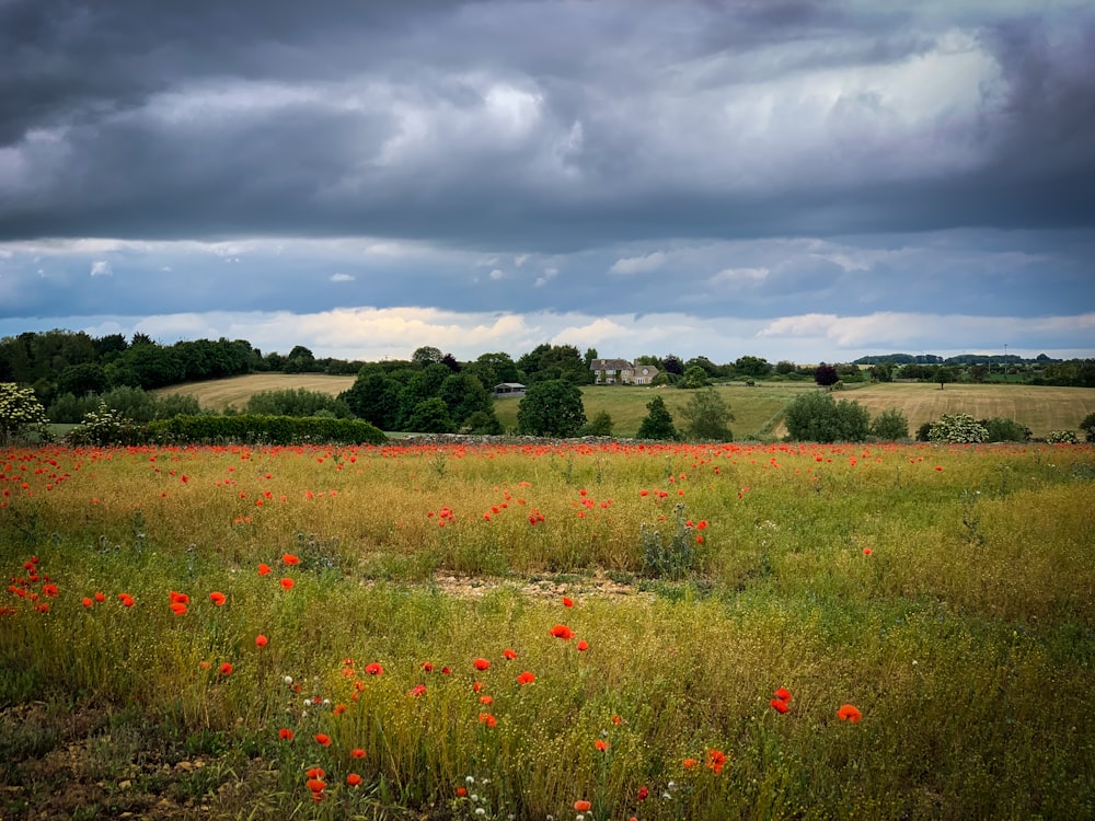 red flower field under cloudy sky during daytime