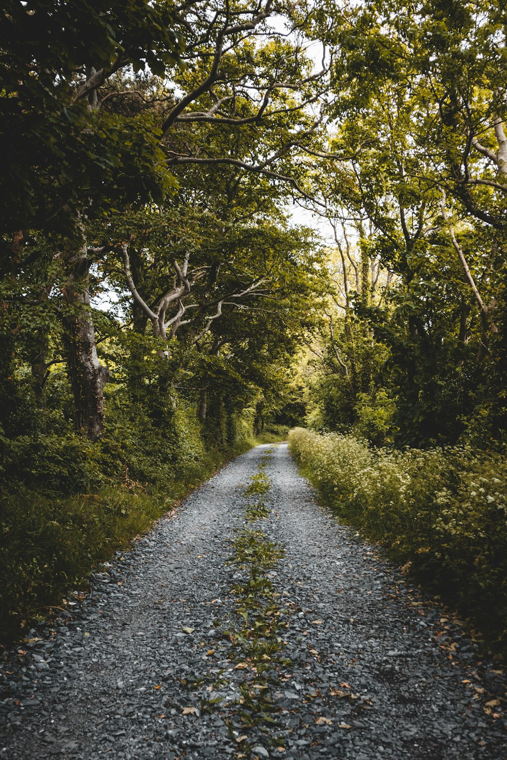 gray pathway between green trees during daytime