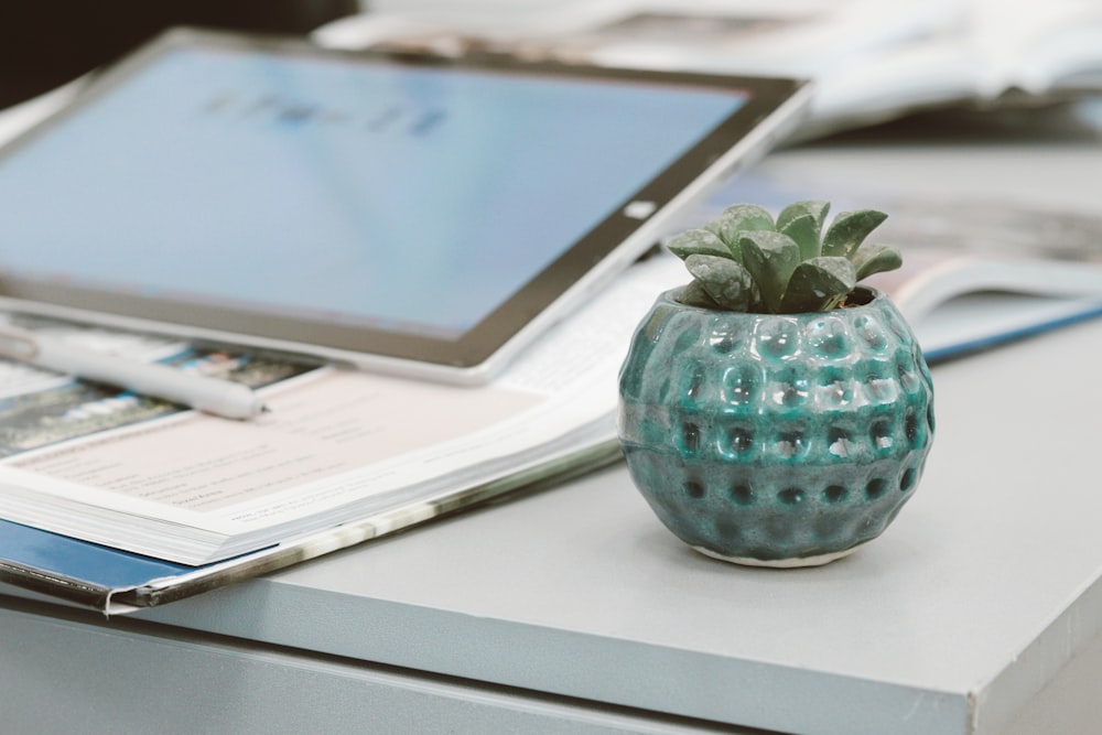 green plant in blue ceramic vase