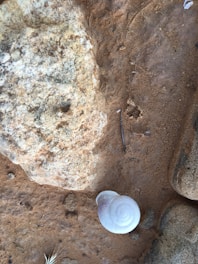 Close-up of a smooth olive shell lying on sand with a handwritten label beside it.