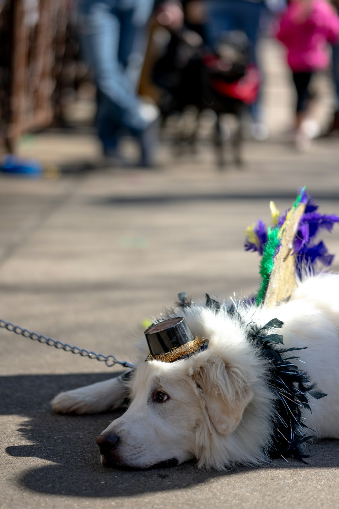 white and black short coated dog with purple and white feather headdress