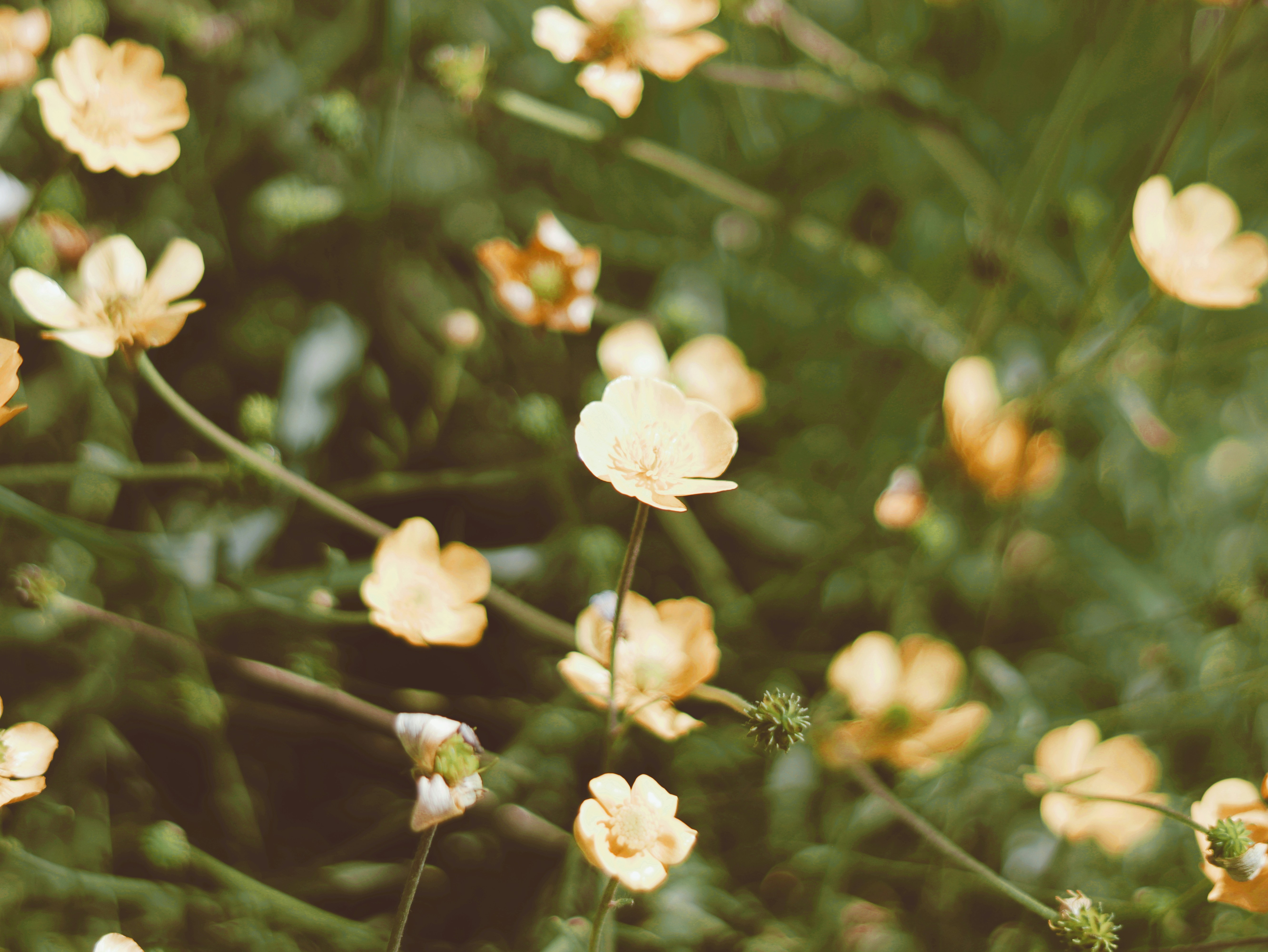 Photo by habibdadkhah