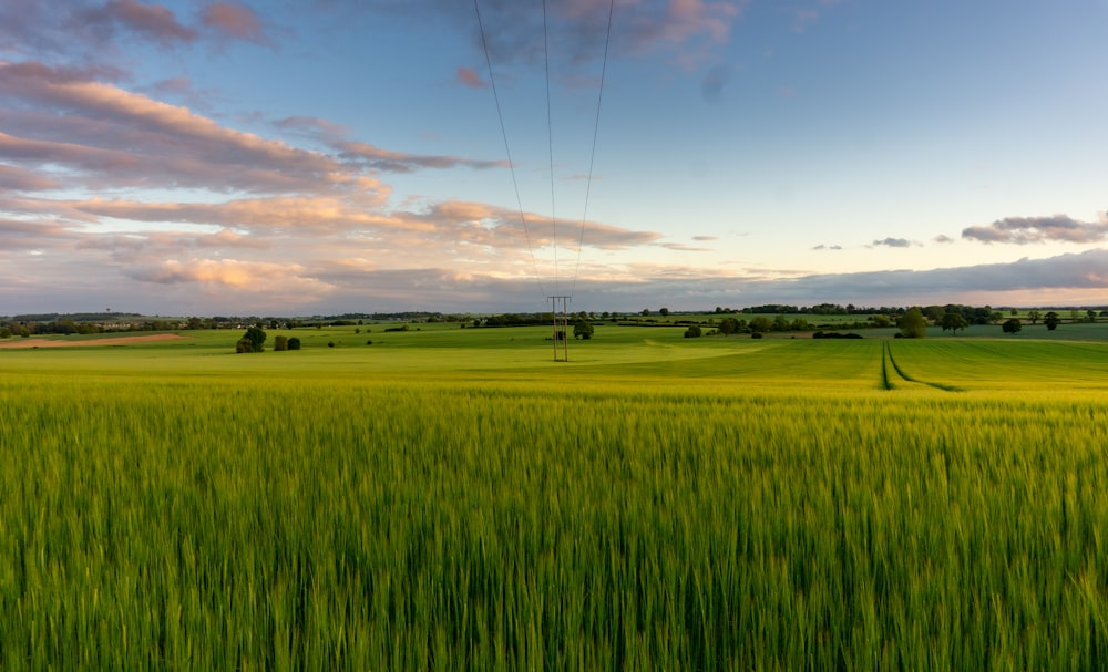 Campo de hierba verde bajo el cielo azul durante el día