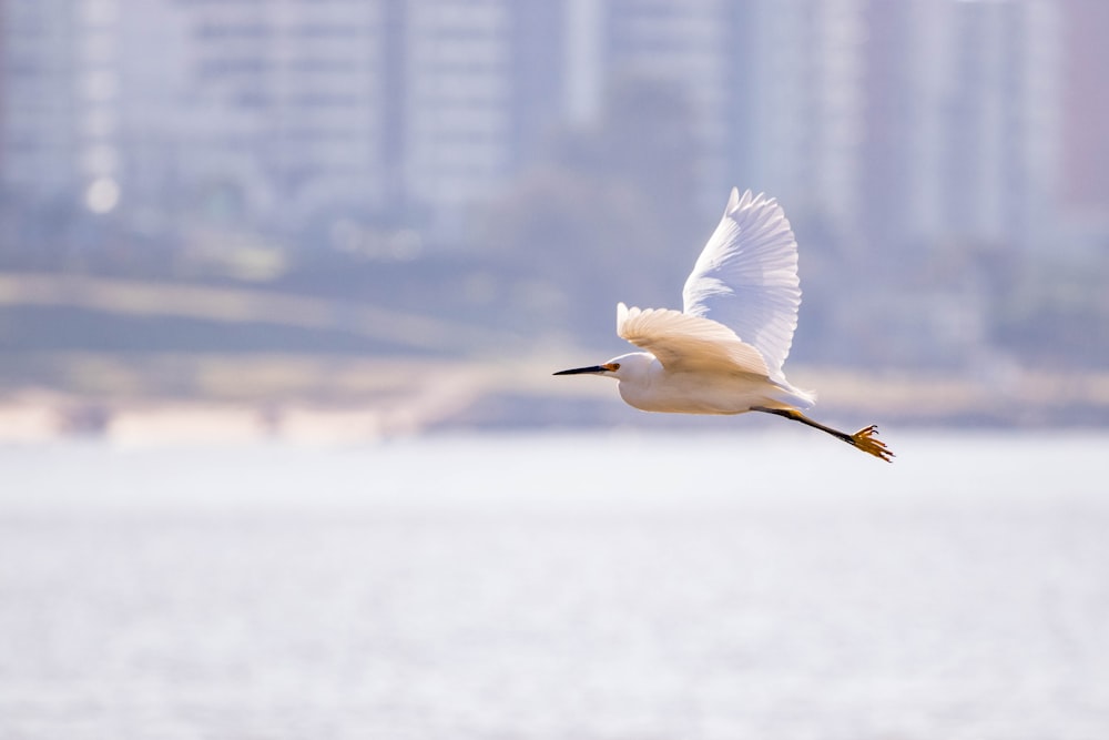 white bird flying over the city during daytime
