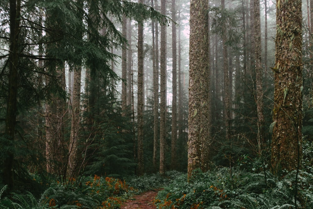 green and brown trees in forest during daytime