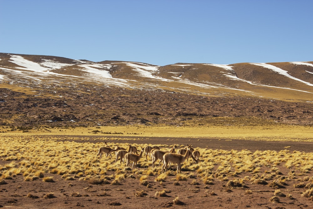 Ciervo marrón en un campo de hierba marrón durante el día