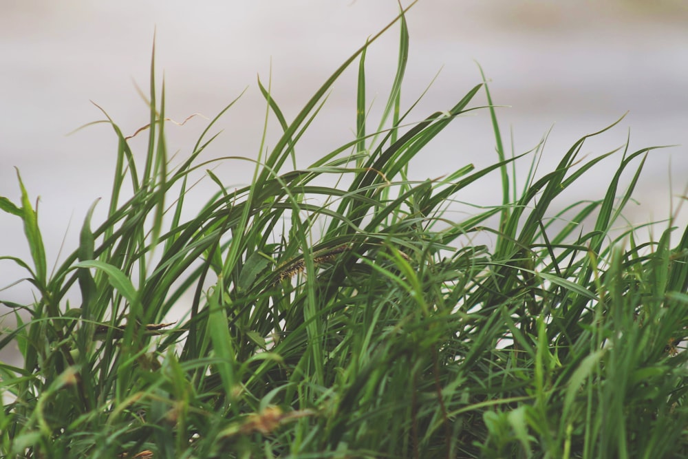 Hierba verde en la fotografía de primer plano