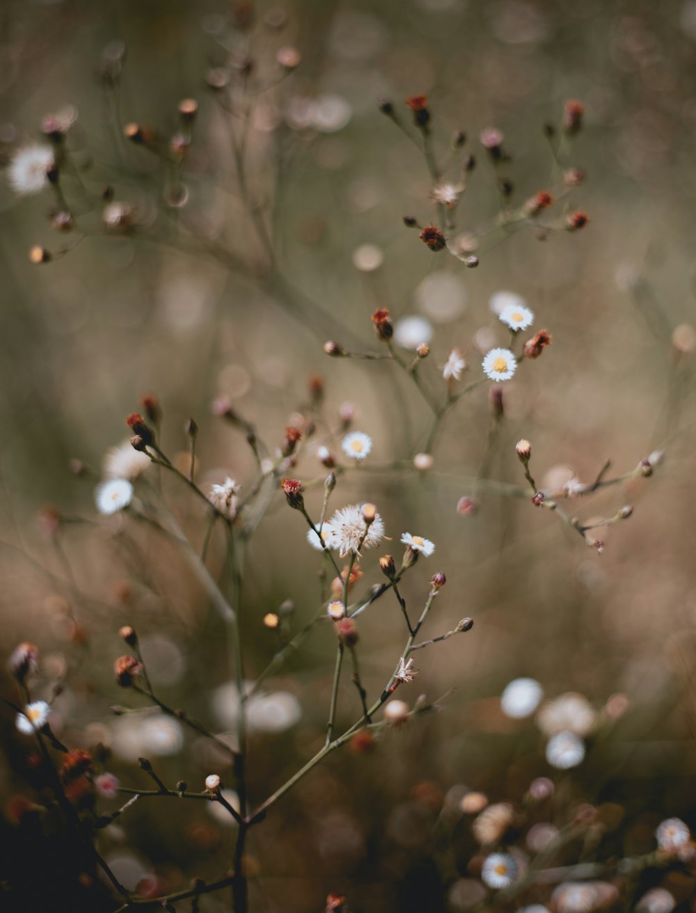 white and red flower buds