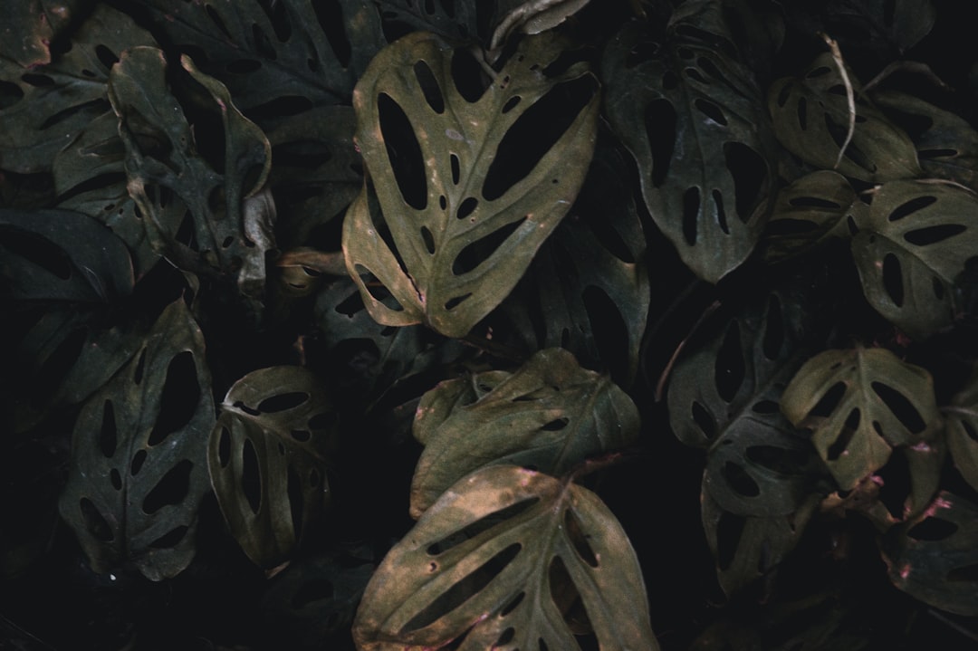 green and brown leaves in close up photography