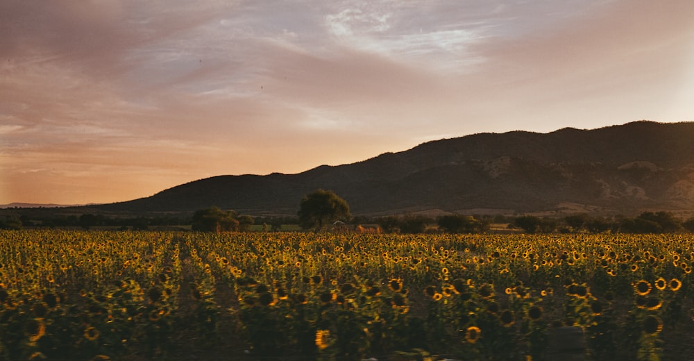 yellow flower field during sunset