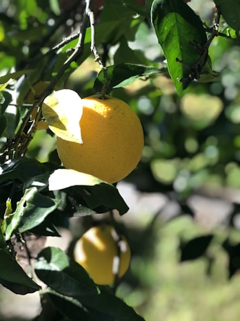 Close-up of ripe lemons hanging on a tree branch under sunlight