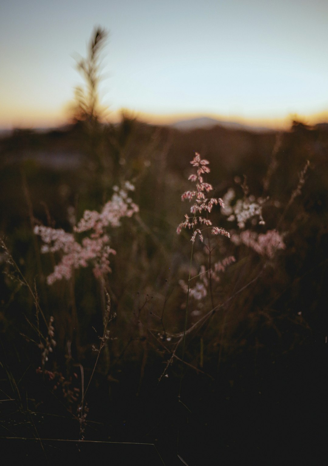 white flowers in tilt shift lens