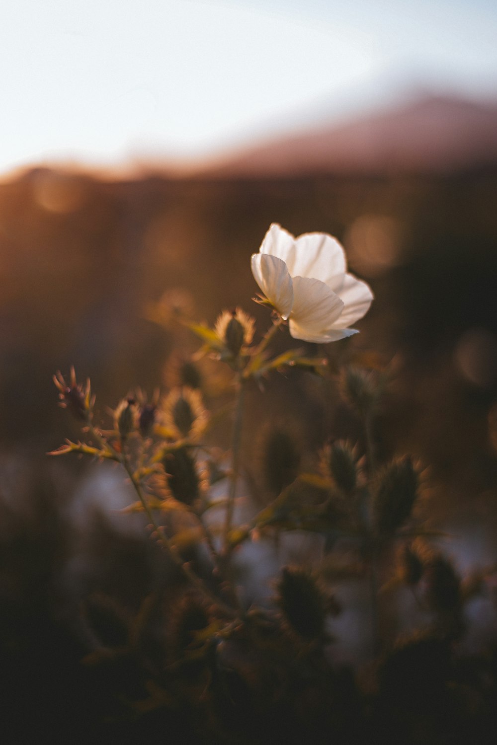 white flower in tilt shift lens