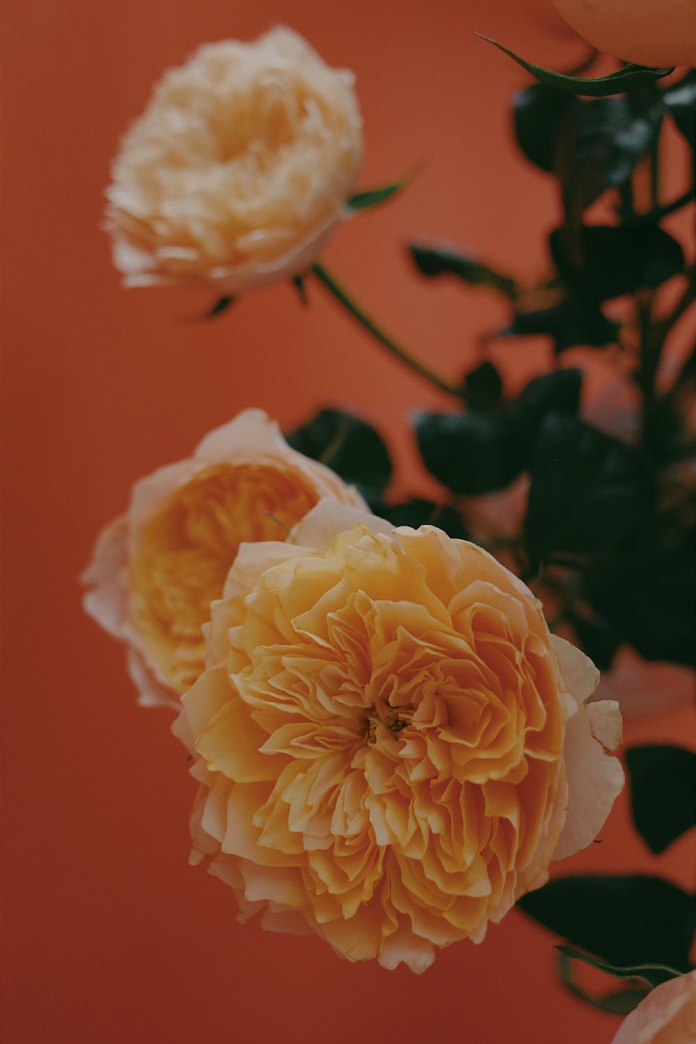 white flower in tilt shift lens